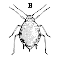 Figure 4B. Cowpea aphids are black with white appendages and up 
