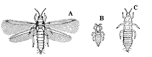 Figure 6. Thrips are spindle-shaped, 1.2 mm or less in length an