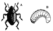 Figure 10A-B. Cowpea curculio adults are black humpbacked weevil
