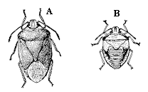Figure 11A-B. Stink bug adults are green or brown shield-shaped 
