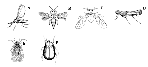 Figure 1 A-F, line drawings of winged insects