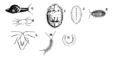 Figure 1 G-N, line drawings of wingless insects