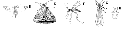 Figure 2 D-H, line drawings of insects with flexible wings