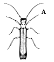 Figure 3A, line drawing of beetle