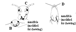 Figure 3 B-D, line drawings of beetles with chewing mouthparts