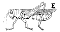 Figure 3E, line drawing of insect with hind legs for jumping
