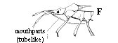 Figure 3F, line drawing of insect with chewing mouthparts