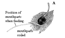 Figure 4A, line drawing of tube mouthparts