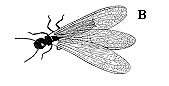 Figure 4B, line drawing of fragile insect with veiny wings