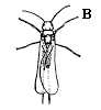 Figure 6B, line drawing of insect missing mouthparts