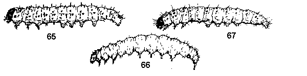 Figure 65. Iris borer. Figure 66. Diamondback moth. Figure 67. E