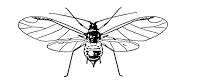Figure 7, line drawing of aphid with honey tube body