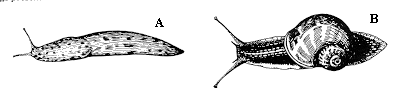 Figure 8 A-B, line drawing of slug and snail