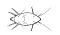 Figure 10, line drawing of three-legged mite