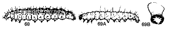 Figure 68. Lesser canna leafroller. Figure 69A, 69B. Greenhouse