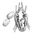 Figure 11, line drawing of false spider mites