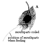 Figure 6A. Mouthparts: long, thread-like.