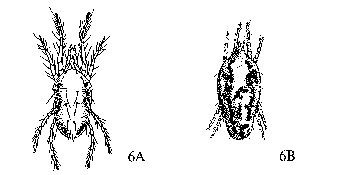 Figure 6A, 6B: Mites.