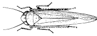 Figure 13, line drawing of leafhopper