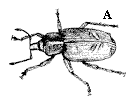 Figure 8A. Vegetable weevils and larvae are dull grayish-brown w