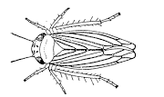 Figure 6. The aster leafhopper is yellowish-green and are up to 