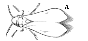 Figure 14A, line drawing of whitefly