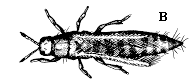 Figure 14B, line drawing of thrips