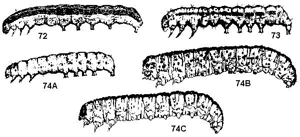 Figure 72. Beet armyworm. Figure 73. Corn earworm. Figure 74A, 7