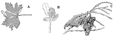 Figure 16 A-C, line drawing of insect in leaf mine, leaf gall