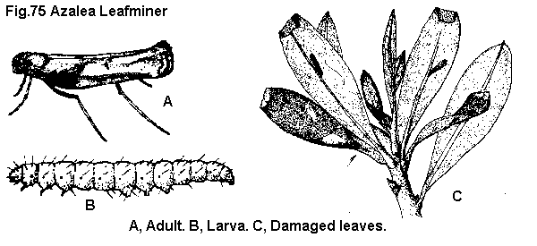 Figure 75. Azalea leafminer. A. Adult. B. Larva. C. Damaged leav