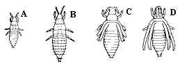 Figure 21 A-D, line drawings of thrips