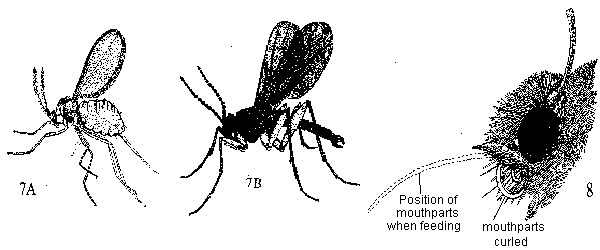 Figure 7A, 7B. Flies. Figure 8. Moth.