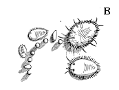 Figure 23B, line drawings of whitefly nymphs