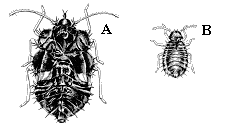 Figure 25 A-B, line drawings of lace bug nymphs