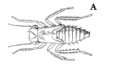 Figure 26A, line drawing of leafhopper