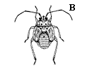 Figure 26B, line drawing of plant bug