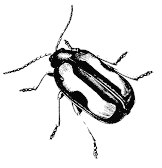 Figure 9. Striped flea beetles are black oval beetles about 2 mm