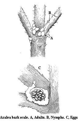 Line drawing of azalea bark scale adults, nymphs and eggs