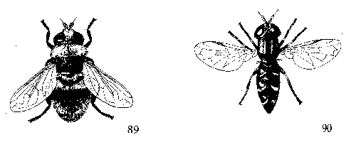 Figure 89. Narcissus bulb fly. Figure 90. Lesser bulb fly.