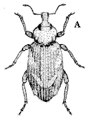 Figure 10A. Vegetable weevil are dull grayish brown weevils, abo