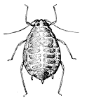 Figure 11. Aphids are pale green, soft-bodied, pear-shaped insec