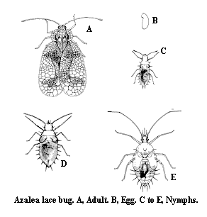 Line drawings of azalea lace bug adults, eggs and nymphs