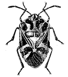 Figure 12. Harlequin bugs are black, shield-shaped bugs up to 10