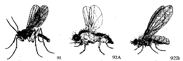 Figure 91. Darkwinged fungus gnat. Figure 92A. Liriomyza spp. Fi