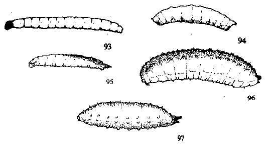 Figure 93. Darkwinged fungus gnat. Figure 94. Liriomyza spp. Fig