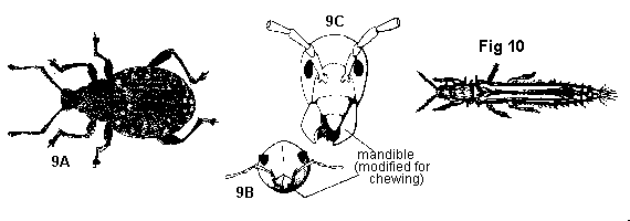 Figure 9A, 9B, 9C. Beetles. Figure 10. Thrips.