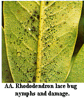 Figure AA. Rhododendron lace bug nymphs and damage.
