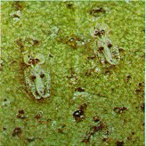 Figure D, photo of sycamore lace bugs