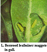 Figure L. Boxwood leafminer maggots in gall.
