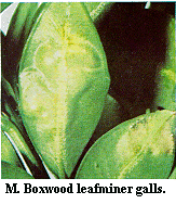 Figure M. Boxwood leafminer galls.